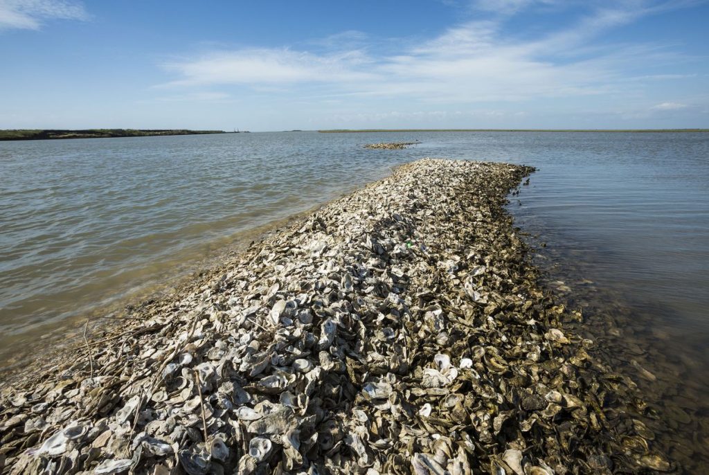 Oyster Restoration Project 2 JF TT 1024x686 Reef restoration projects aim to bolster Texas record low oyster population