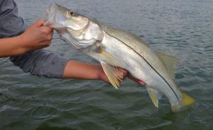 slab snook 2 300x184 Texas Snook with Capt. Brian Barrera