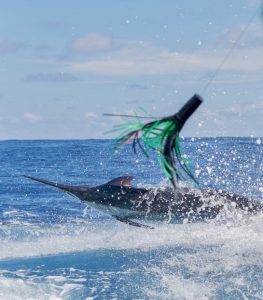 91043FF9 6DE3 4E35 AFC1 981007A3F881 263x300 Mississippi Gulf Coast Billfish Classic Creates Special Lure Incentive